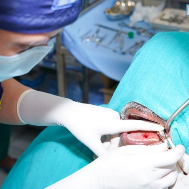 Live 360° oral implantology training session with instructor guidance